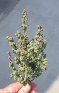 aridland goosefoot (<em>Chenopodium desiccatum</em>)