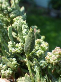 aridland goosefoot (<em>Chenopodium desiccatum</em>)