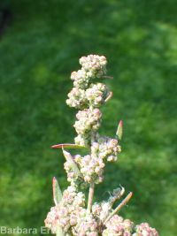 aridland goosefoot (<em>Chenopodium desiccatum</em>)