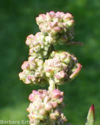 aridland goosefoot (<em>Chenopodium desiccatum</em>)