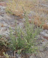 Fremont's goosefoot (<em>Chenopodium fremontii</em>)