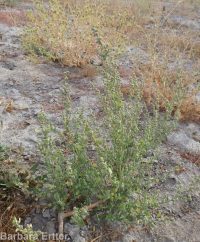 Fremont's goosefoot (<em>Chenopodium fremontii</em>)