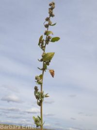 Fremont's goosefoot (<em>Chenopodium fremontii</em>)