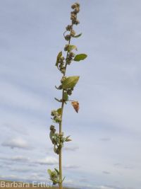 Fremont's goosefoot (<em>Chenopodium fremontii</em>)