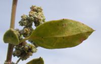 Fremont's goosefoot (<em>Chenopodium fremontii</em>)