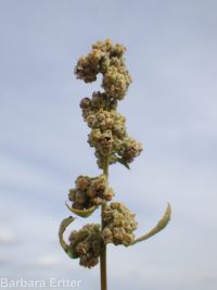 Fremont's goosefoot (<em>Chenopodium fremontii</em>)