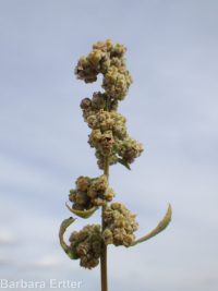 Fremont's goosefoot (<em>Chenopodium fremontii</em>)