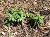 prince's pine, pipsissewa (<em>Chimaphila umbellata ssp. umbellata</em>)