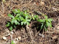 prince's pine, pipsissewa (<em>Chimaphila umbellata ssp. umbellata</em>)