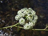 western water-hemlock (<em>Cicuta douglasii</em>)