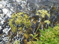 western water-hemlock (<em>Cicuta douglasii</em>)