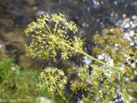 western water-hemlock (<em>Cicuta douglasii</em>)