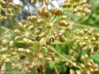 western water-hemlock (<em>Cicuta douglasii</em>)