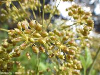 western water-hemlock (<em>Cicuta douglasii</em>)