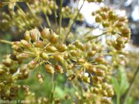 western water-hemlock (<em>Cicuta douglasii</em>)