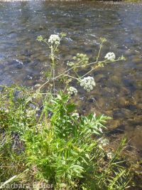 western water-hemlock (<em>Cicuta douglasii</em>)