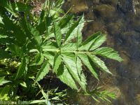 western water-hemlock (<em>Cicuta douglasii</em>)