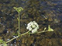 western water-hemlock (<em>Cicuta douglasii</em>)
