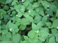 enchanter's-nightshade (<em>Circaea alpina ssp. pacifica</em>)