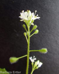 enchanter's-nightshade (<em>Circaea alpina ssp. pacifica</em>)