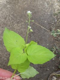 enchanter's-nightshade (<em>Circaea alpina ssp. pacifica</em>)