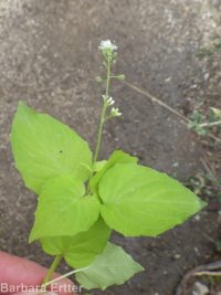 enchanter's-nightshade (<em>Circaea alpina ssp. pacifica</em>)