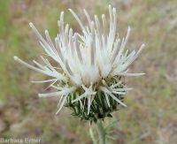 gray-green thistle (<em>Cirsium cymosum var. canovirens</em>)