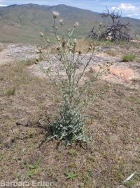 gray-green thistle (<em>Cirsium cymosum var. canovirens</em>)
