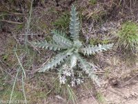 gray-green thistle (<em>Cirsium cymosum var. canovirens</em>)