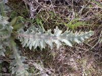 gray-green thistle (<em>Cirsium cymosum var. canovirens</em>)