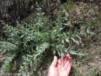 gray-green thistle (<em>Cirsium cymosum var. canovirens</em>)