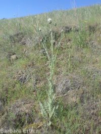 gray-green thistle (<em>Cirsium cymosum var. canovirens</em>)