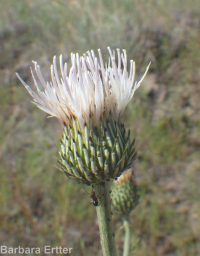 gray-green thistle (<em>Cirsium cymosum var. canovirens</em>)