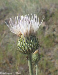 gray-green thistle (<em>Cirsium cymosum var. canovirens</em>)