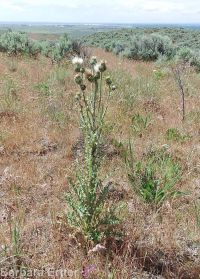 gray-green thistle (<em>Cirsium cymosum var. canovirens</em>)