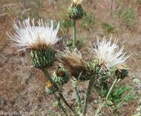 gray-green thistle (<em>Cirsium cymosum var. canovirens</em>)