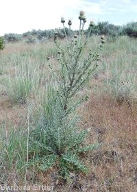 gray-green thistle (<em>Cirsium cymosum var. canovirens</em>)