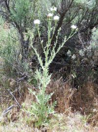gray-green thistle (<em>Cirsium cymosum var. canovirens</em>)