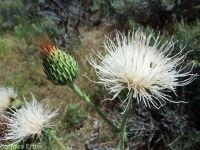 gray-green thistle (<em>Cirsium cymosum var. canovirens</em>)