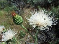 gray-green thistle (<em>Cirsium cymosum var. canovirens</em>)