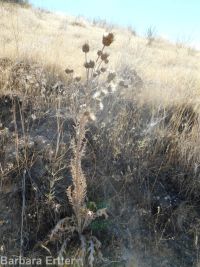 gray-green thistle (<em>Cirsium cymosum var. canovirens</em>)