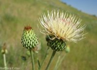 gray-green thistle (<em>Cirsium cymosum var. canovirens</em>)