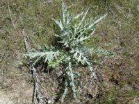 gray-green thistle (<em>Cirsium cymosum var. canovirens</em>)