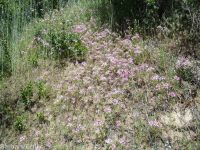 ragged-robin, pink fairies, elkhorn clarkia (<em>Clarkia pulchella</em>)