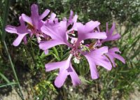 ragged-robin, pink fairies, elkhorn clarkia (<em>Clarkia pulchella</em>)