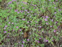 diamond-petal clarkia or farewell-to-spring (<em>Clarkia rhomboidea</em>)