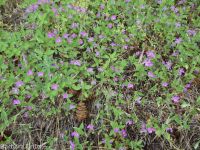 diamond-petal clarkia or farewell-to-spring (<em>Clarkia rhomboidea</em>)