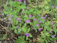 diamond-petal clarkia or farewell-to-spring (<em>Clarkia rhomboidea</em>)