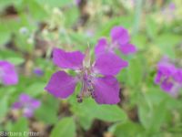 diamond-petal clarkia or farewell-to-spring (<em>Clarkia rhomboidea</em>)