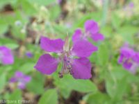 diamond-petal clarkia or farewell-to-spring (<em>Clarkia rhomboidea</em>)